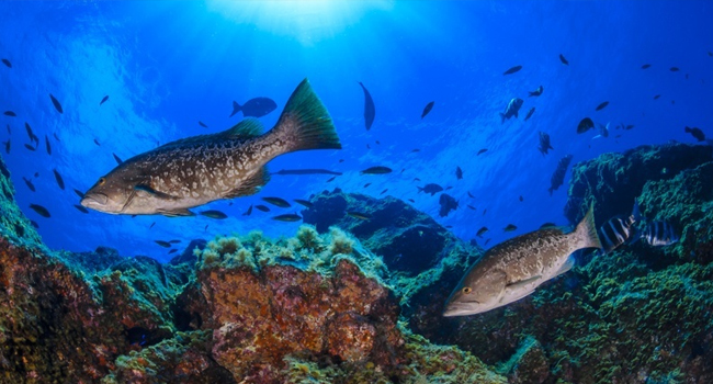 Buceo de Clase Mundial en La Paz, México, Charters de Yates y Alquiler de Barcos