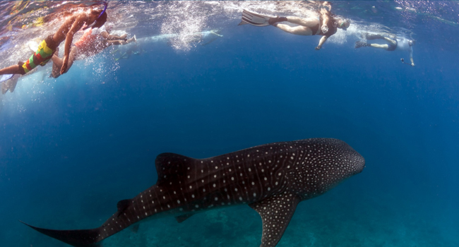 La Paz, Baja Sur, México, Charters de Yates y Alquiler de Barcos, Nadar con el tiburón ballena