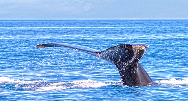 Yates La Paz, Alquiler de Charters en México, Avistamiento de Ballenas.